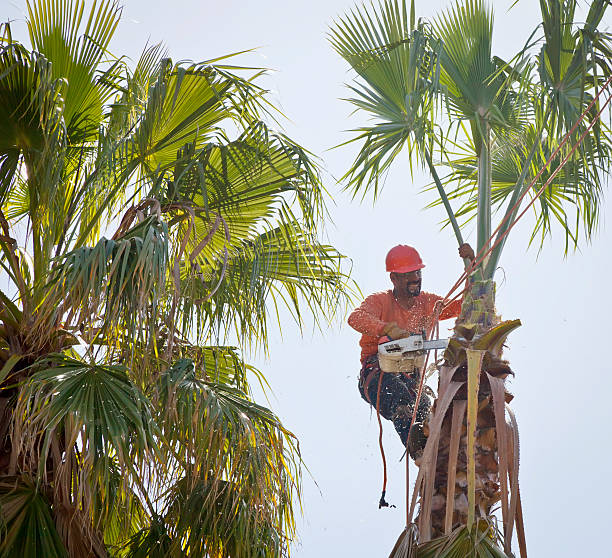 Athens, TN Tree Service Company